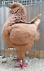 Tiere_36