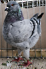 Tiere_37