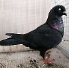 Tiere_49