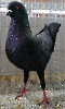 Tiere_6
