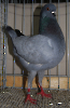 Tiere_8