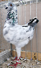 Tiere_9