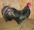Eder_13