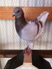 Eg_K_11