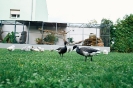 Feil_27