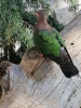 Feil_4