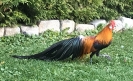 Feil_69