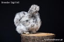 Feil_74