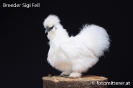 Feil_75