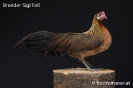 Feil_76