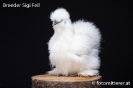 Feil_81