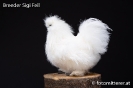 Feil_82