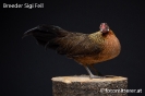 Feil_84