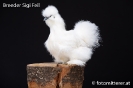 Feil_86