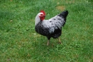 GrubR_21