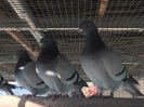 GSt_10