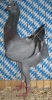 Hack_26