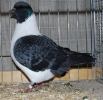 Kaiser_26