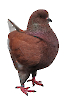 MH_6