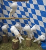 Müll_41