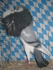 SchrH_17