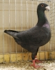 Schu_37