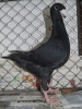 Schu_4