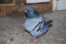 Ulb_56