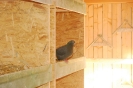 Wag_10