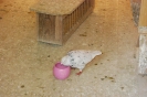 Wag_11
