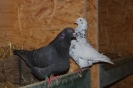 Wag_6