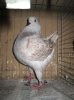 Wimb_27