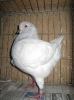 Wimb_28
