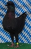 Wimb_31