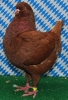 Wimb_32